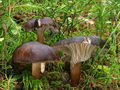 Hygrophorus camarophyllus